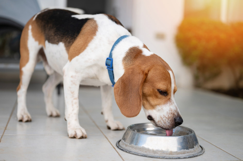 beagle dog drinking water from metal bowl