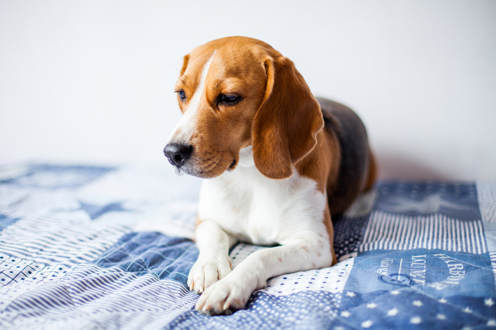 beagle dog lying on bed looking sick