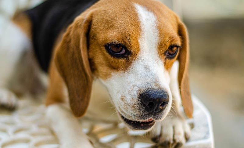 beagle dog lying on bed