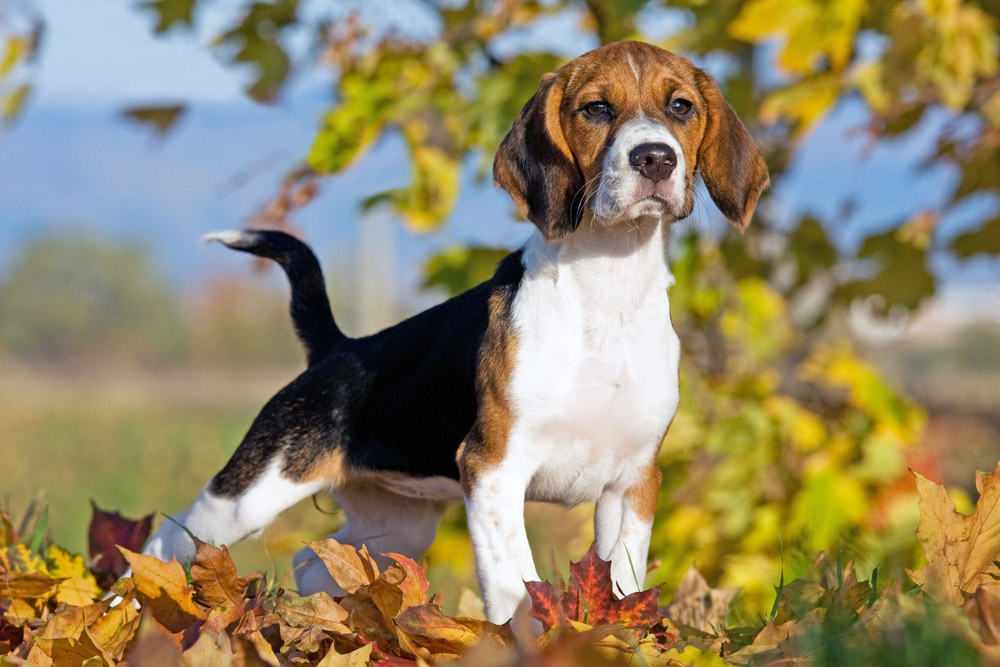 beagle dog standing on fallen leaves