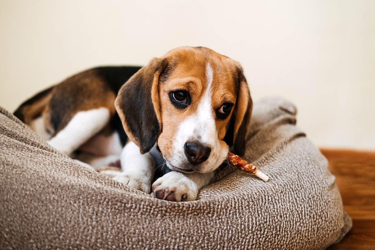 Bully Stick