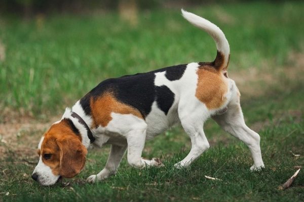 beagle hunting