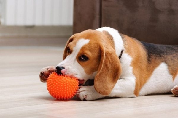 Cute five month old beagle puppy chewing spiky ball dog toy indoor