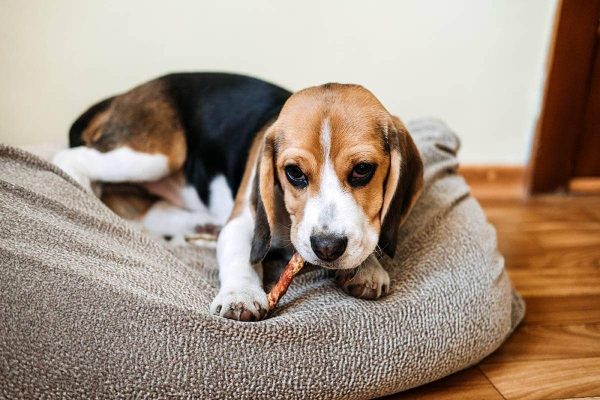 beagle puppy chewing bully stick