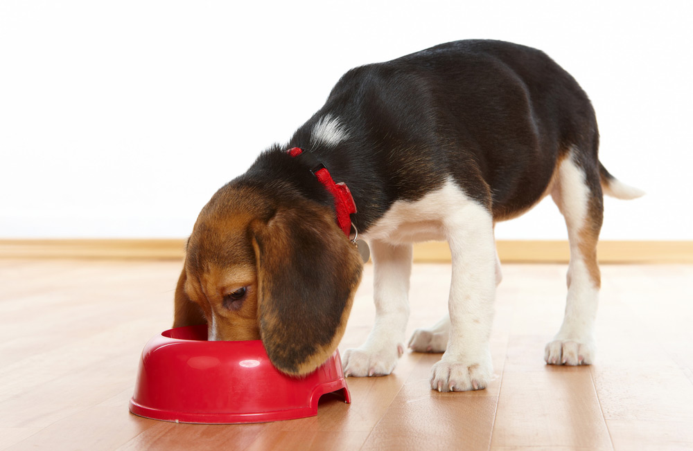 beagle puppy eating from a feeding bowl
