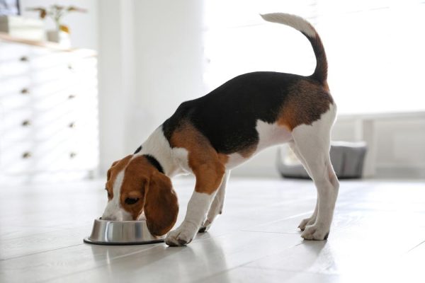 beagle puppy eating from bowl