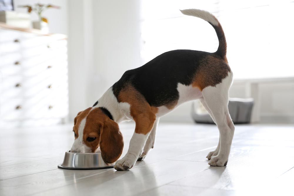 beagle puppy eating from bowl
