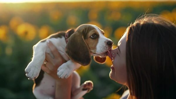 beagle puppy licking woman's nose