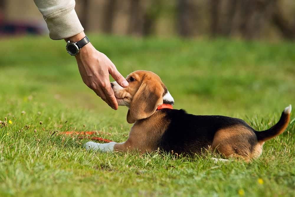 beagle puppy training