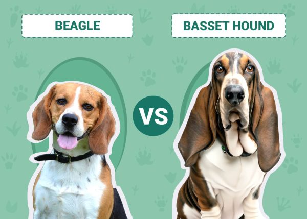 beagle-vs-basset-hound