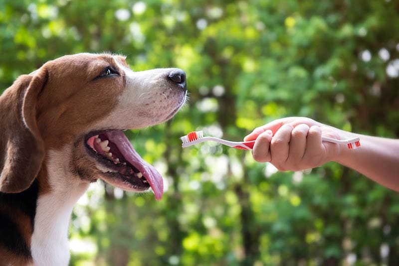 beagle waiting for owner to brush his teeth