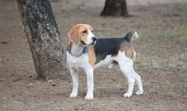 beagle with blue collar outside in the woods