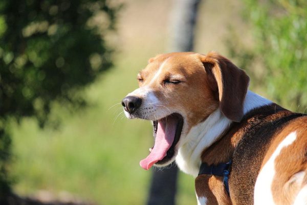 beagle yawning