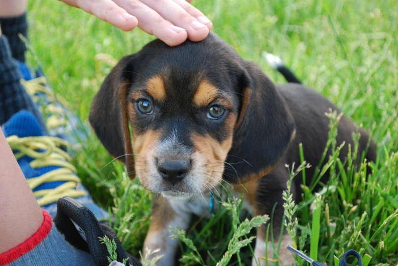 beagle