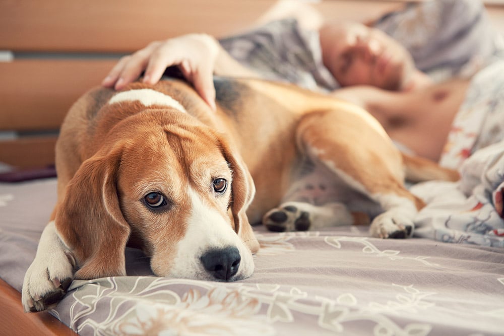 Beagle's bum facing a sleeping man