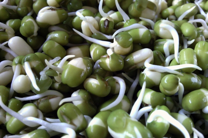 bean sprouts