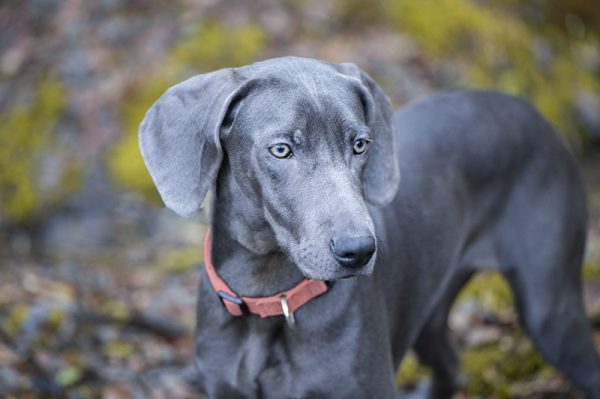 beautiful blue Weimaraner dog