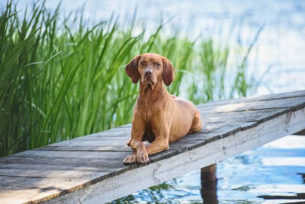 beautiful male Hungarian vizsla lying on the water pier