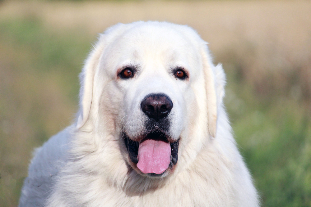 beautiful male of the Polish Tatra Shepherd Dog breed with a field right after the harvest in the background