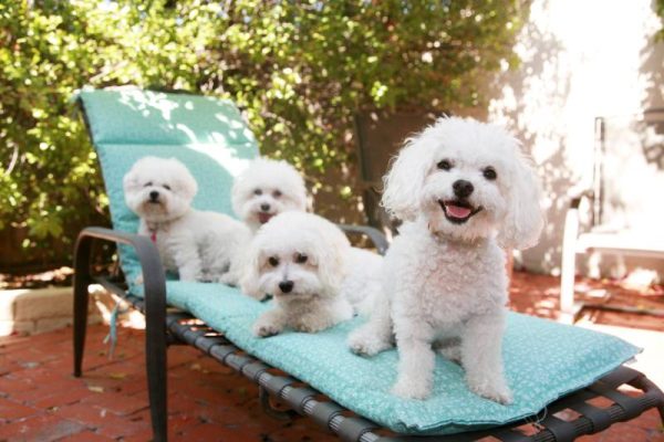 Bichon Frise dogs smile