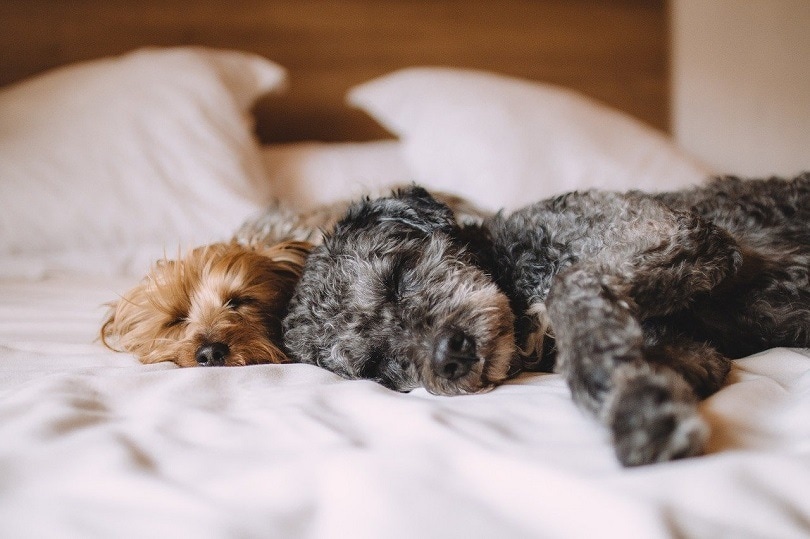 dogs lying together