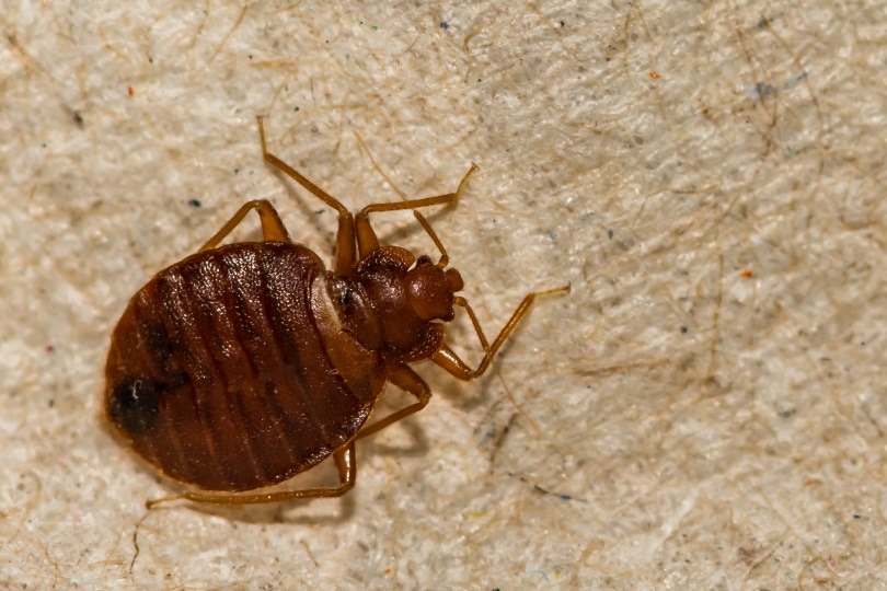 bed bug_Jay Ondreicka_Shutterstock