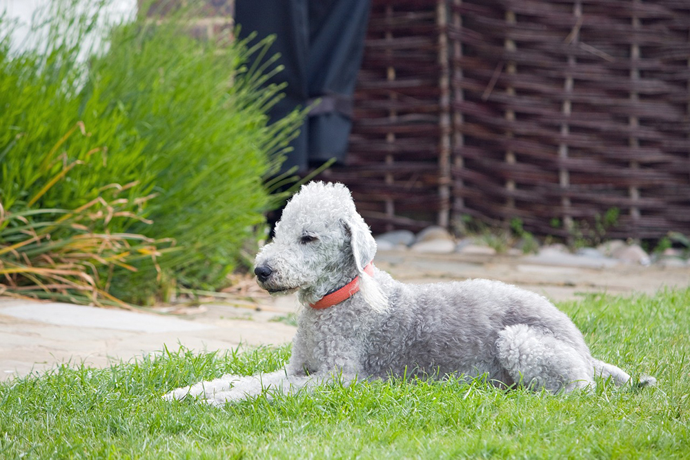 bedlington terrier dog lying on the grass