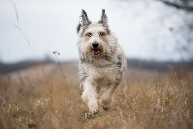 beger picard dog running in the field
