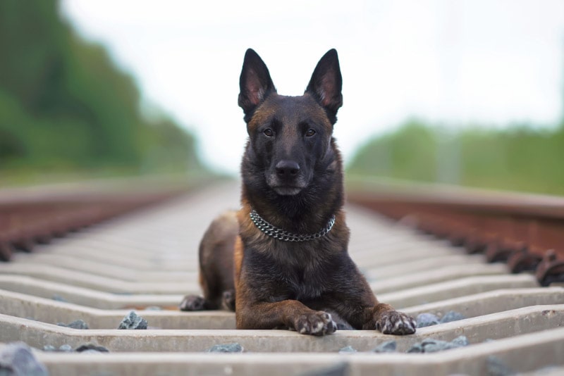 begian malinois dog lying on the railway