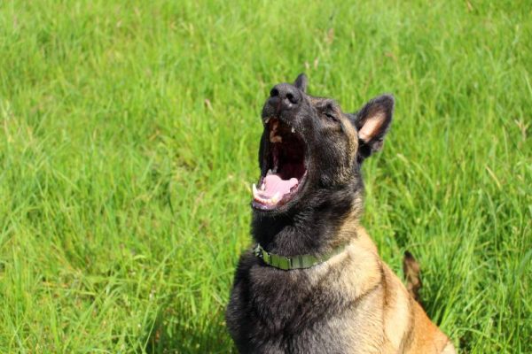 belgian malinois dog barking outdoors