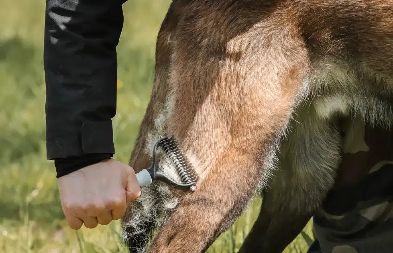 belgian malinois dog being groomed or brushed