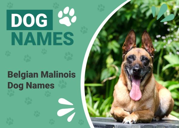 Belgian Malinois Dog Names