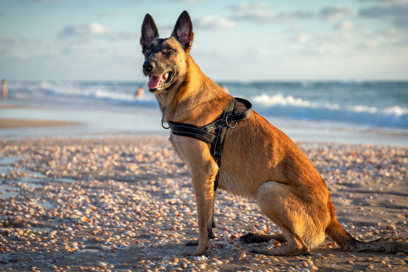 belgian malinois dog sitting at the beach