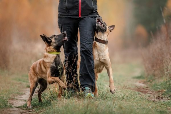 Belgian Malinois dog training