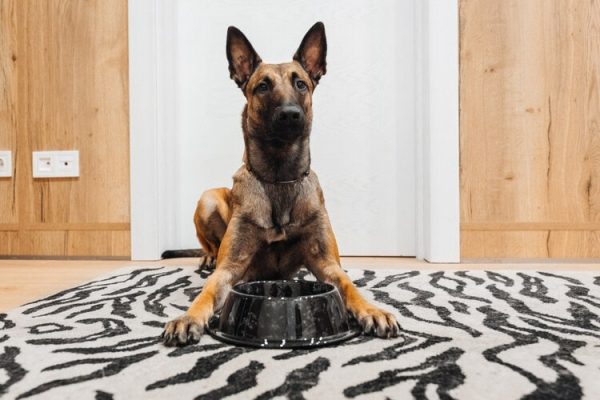 belgian malinois food bowl eating patient