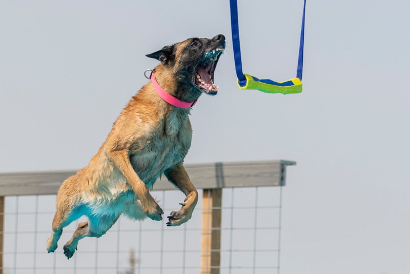 belgian malinois jumping