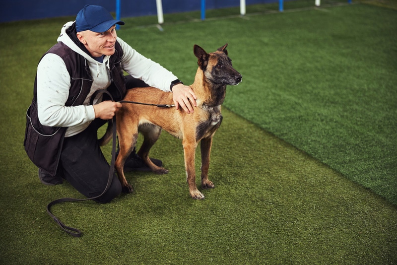 belgian malinois obegience training