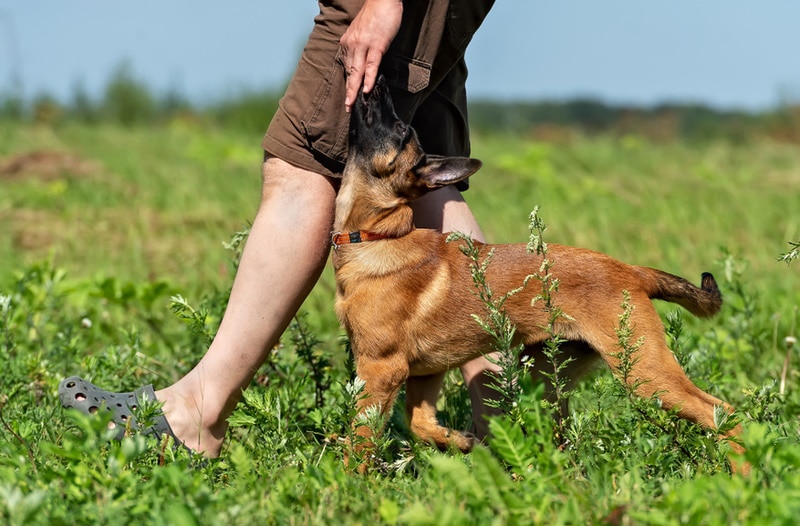 belgian malinois puppy having treat