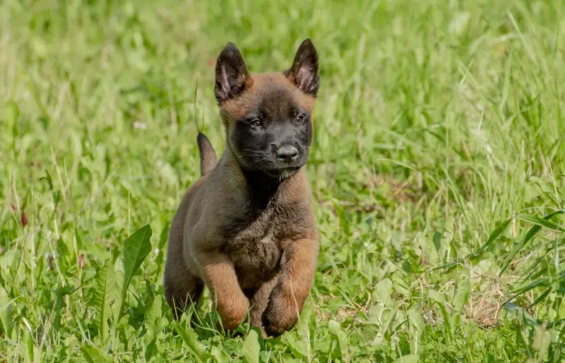 belgian malinois puppy running on grass