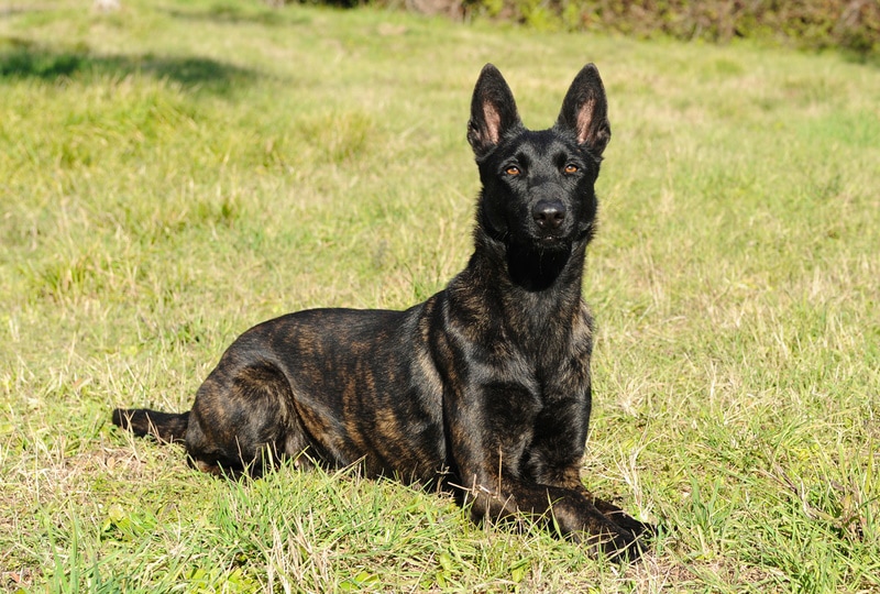 belgian-malinois-shepherd-in-the-grass