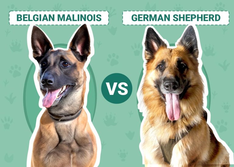 Belgian Malinois vs. German Shepherd: Differences Explained (With