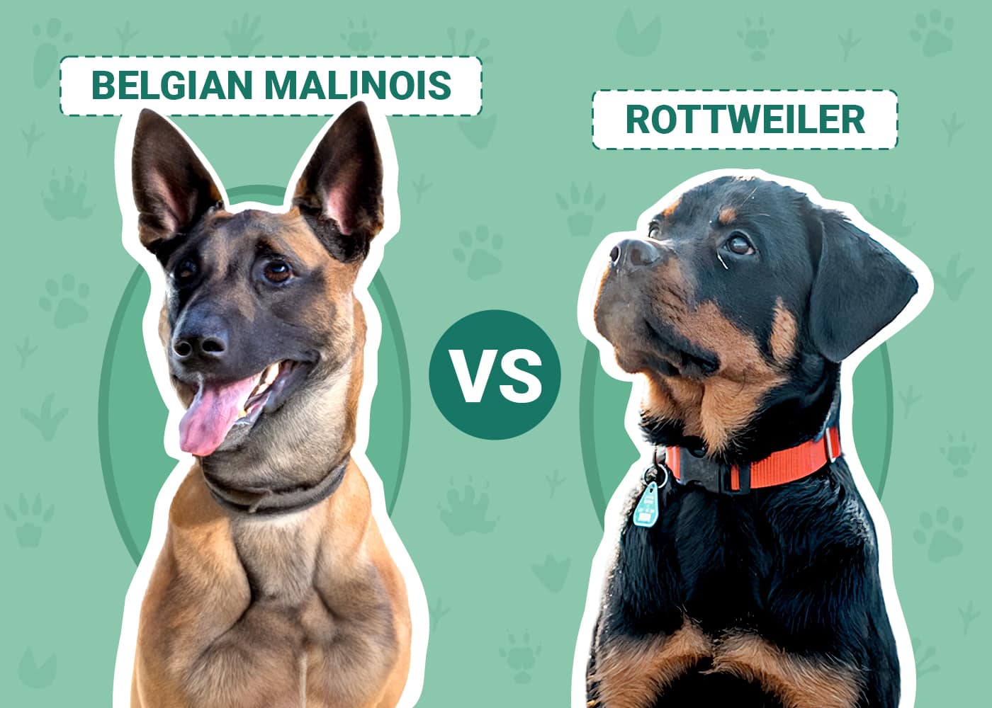 Belgian Malinois vs Rottweiler