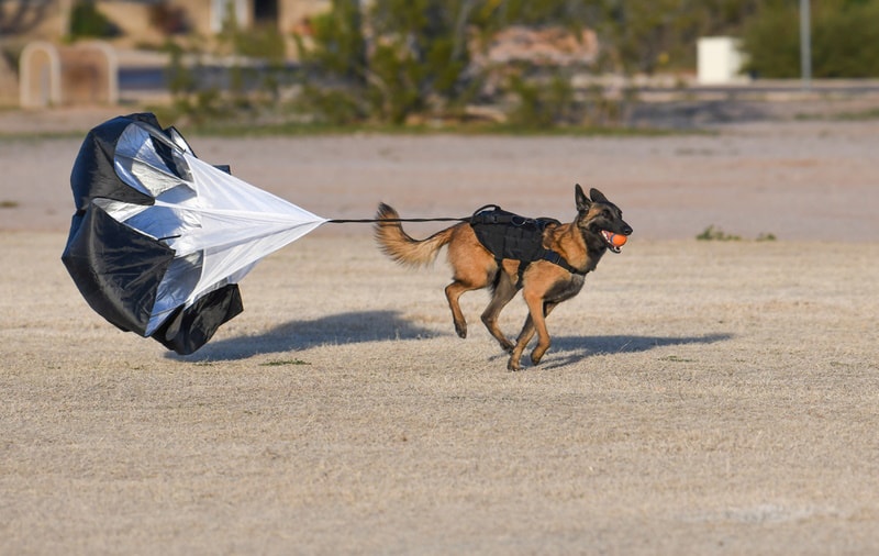 belgian malinois with parachute