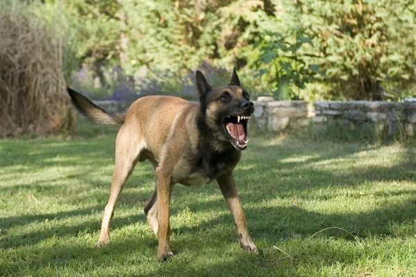 belgian sheepdog malinois barking