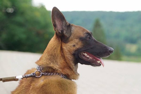 belgian shepherd dog with a chain collar posing outdoors
