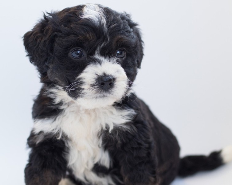 bernedoodle puppy