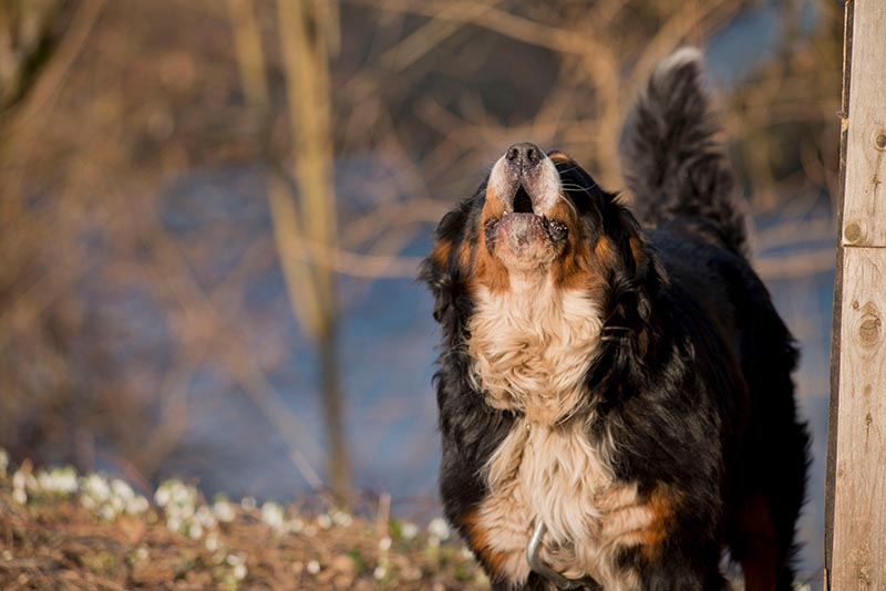 bernese mountain dog barking