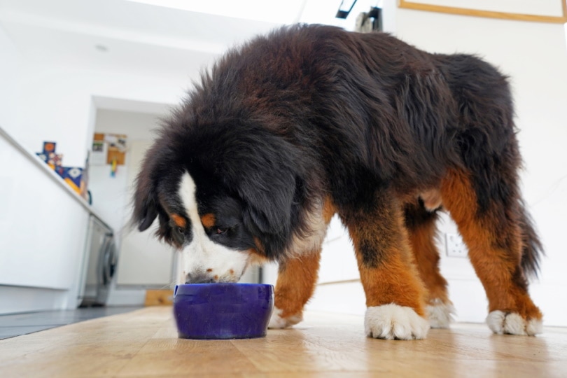 Bernese Mountain dog eating