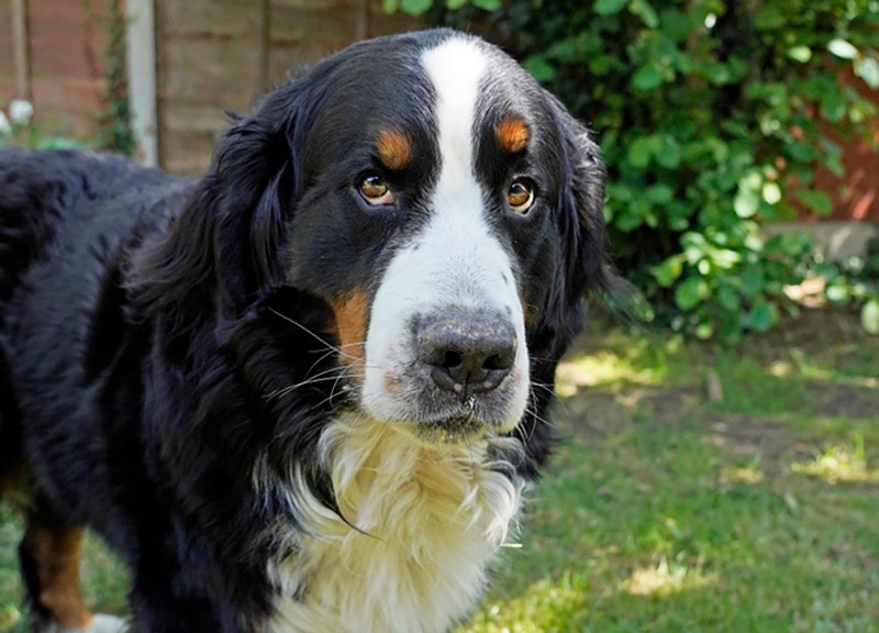 bernese mountain dog in the backyard