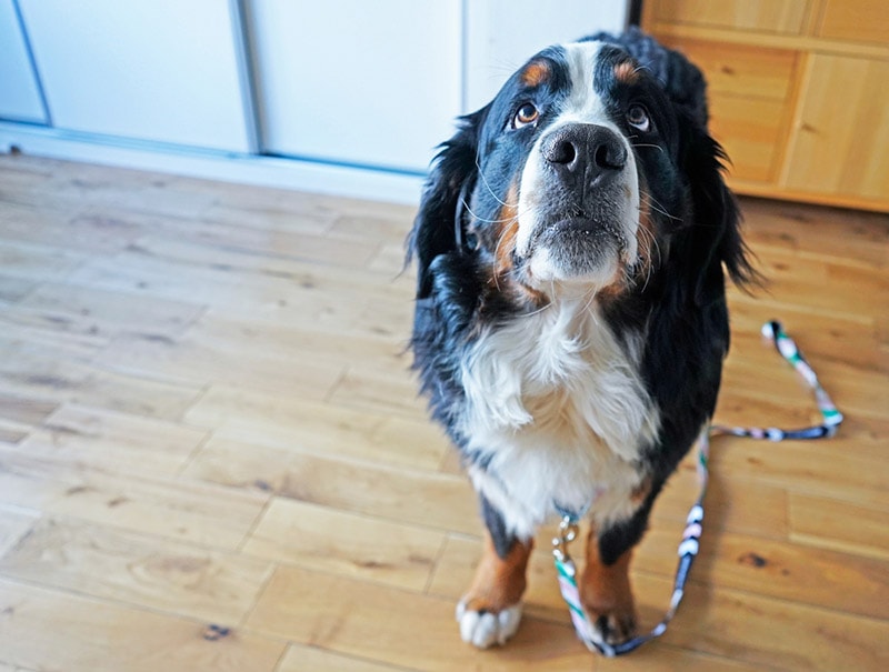 A Bernese Mountain Dog on a leash
